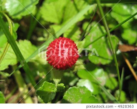蛇草莓 4928363