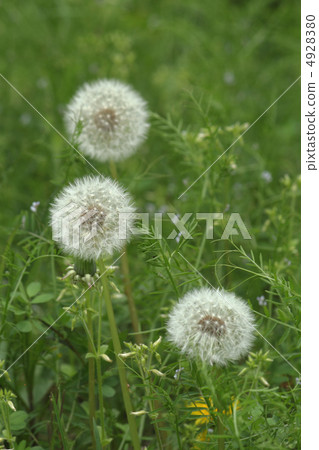  Dandelion 4928380