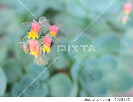 七幸運神花 七幸運神花 4928395