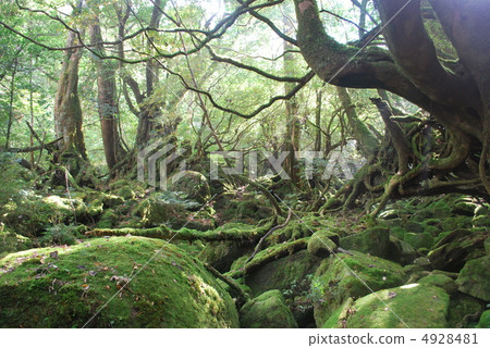 Shiratani Yunizu Gorge 4928481