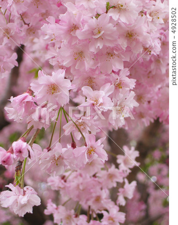 垂枝櫻花 垂枝櫻花 4928502