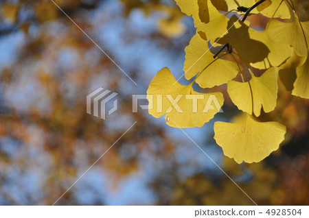 銀杏葉 銀杏葉 4928504