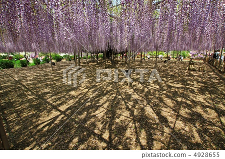 Ashikaga is a flower park wisteria flower Ashikaga is a flower park wisteria flower 4928655