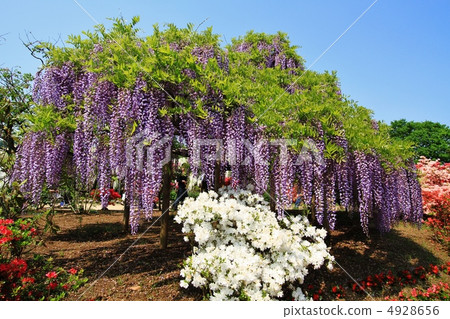 足利是一種花卉公園紫藤花 足利是一種花卉公園紫藤花 4928656