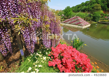 足利是一個花公園紫藤花等。 足利是一個花公園紫藤花等。 4928660