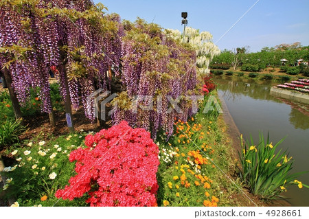 足利是一個花公園紫藤花等。 足利是一個花公園紫藤花等。 4928661