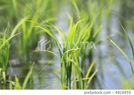Paddy field Paddy field 4928950