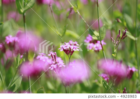 Musi Trinadesico 4928983