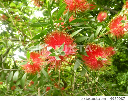 Nemu Tree Calliandra Eriophylla花語：喜悅 4929087