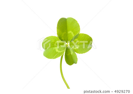 四葉三葉草 四葉三葉草 4929270