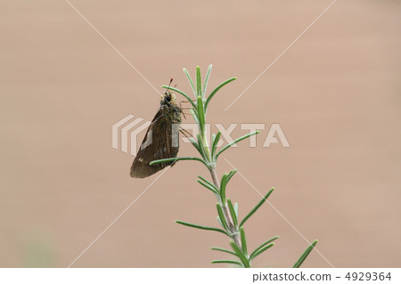 Ichimon dieselis 4929364