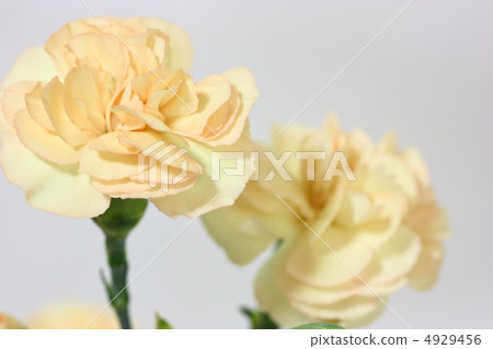 康乃馨 4929456