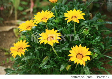 Gazania 4929457