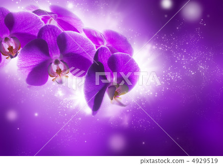 蘭花花 蘭花花 4929519