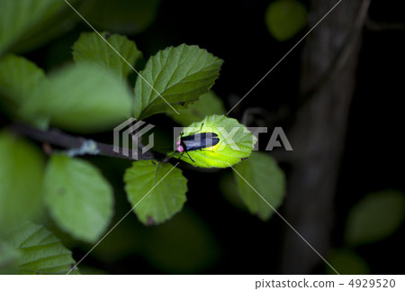 Light of Genji firefly Light of Genji firefly 4929520