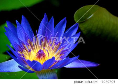Water lily Water lily 4929805