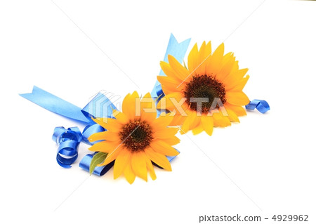 Sunflower flower Sunflower flower 4929962