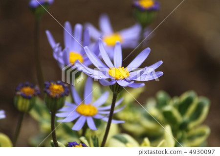藍色雛菊 藍色雛菊 4930097