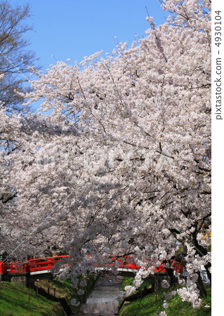 Cherry blossoms on the bank Cherry blossoms on the bank 4930104