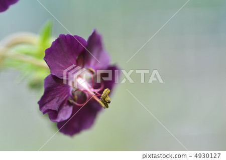 黑花浮動 4930127