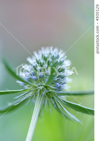 Erinja Erinja 4930129