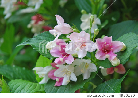 hakonnettsugi花 4930180