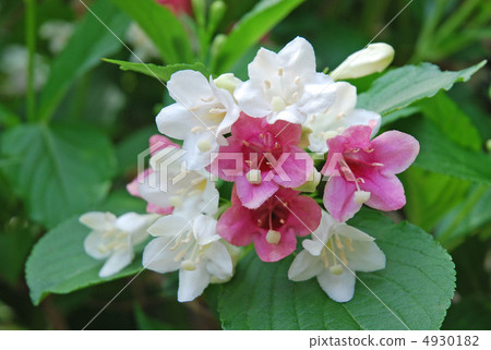 Flower of hakonnettsugi 4930182