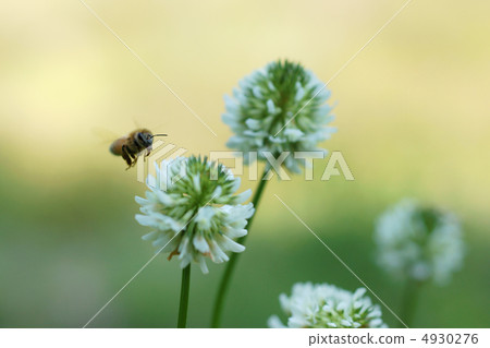 Bee and white clover 4930276