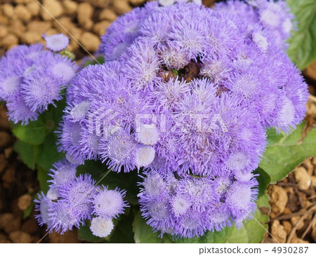 Agelatum flower blue purple color 4930287