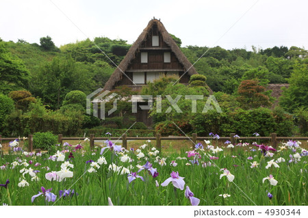 Miyaji Dake Shrine的虹膜 4930344