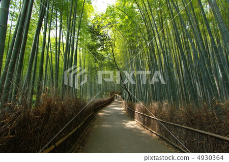 Small diameter of bamboo grove Small diameter of bamboo grove 4930364