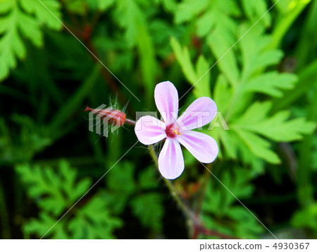 Himei Furo (Princess Wind Ex) 4930367