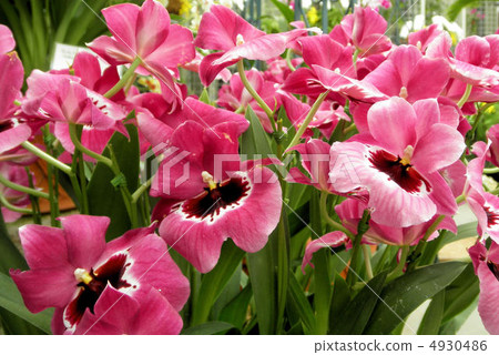 Orchid (run) Miltonia Flower language: love's visit Miltonia Orchid (run) Miltonia Flower language: love's visit Miltonia 4930486