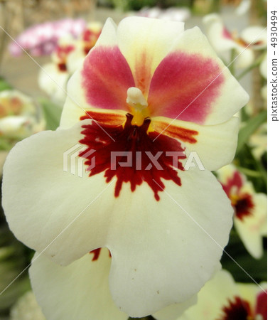 Orchid (run) Miltonia Flower language: love's visit Miltonia 4930494