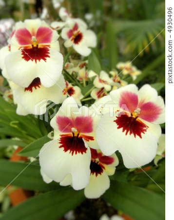 Orchid (run) Miltonia Flower language: love's visit Miltonia Orchid (run) Miltonia Flower language: love's visit Miltonia 4930496
