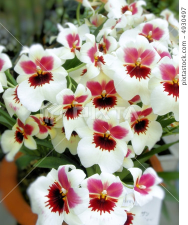 Orchid (run) Miltonia Flower language: love's visit Miltonia 4930497
