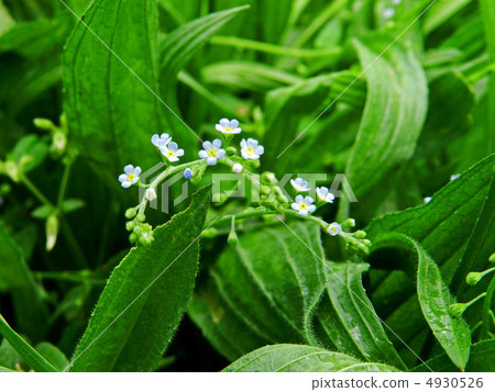 黃瓜蛤（黃瓜草） 4930526