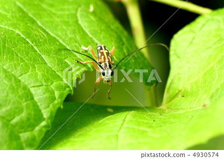 Shirashoshi Kamikiri 4930574