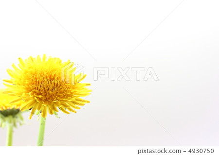 Dandelion Dandelion 4930750