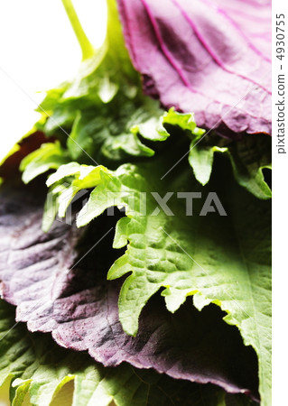 紫蘇離開 紫蘇離開 4930755