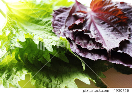 Shiso leaves 4930756