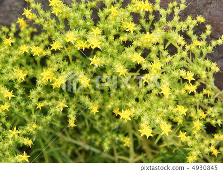 Dewella floret Iridaceae 4930845