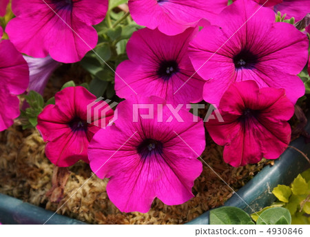 Petilloniae family red flower 4930846