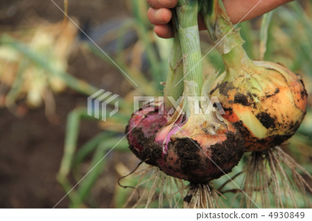 Harvesting onions 4930849