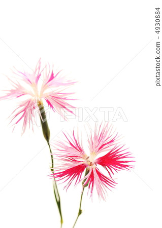 Kawaranadeshiko Kawaranadeshiko 4930884