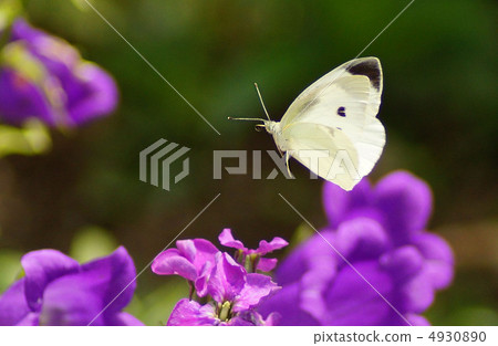 蝴蝶 蝴蝶 4930890