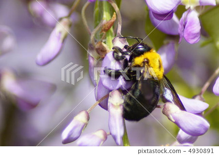 木匠蜂 木匠蜂 4930891