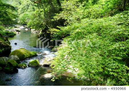 新鮮的綠色Iroha楓樹和Kikuchi谷 新鮮的綠色Iroha楓樹和Kikuchi谷 4930966