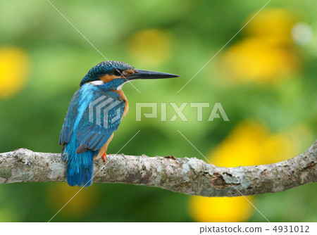 Flowers and kingfishers 4931012