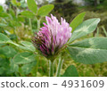 Murasakitetsukusa 4931609